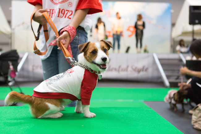 DOG!フェスタ 東海 静岡 犬 宿泊 イベント ホテル