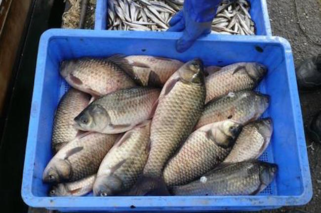 この珍 魚 、今すぐ食べたい。 琵琶湖 ではじまる極上食材ブランド化計画