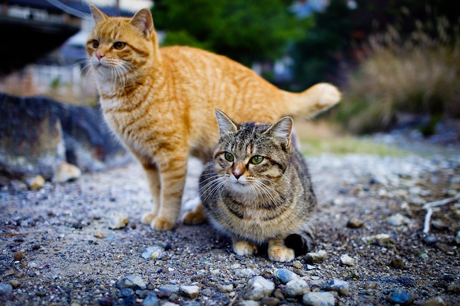 cat-1096821_1280
