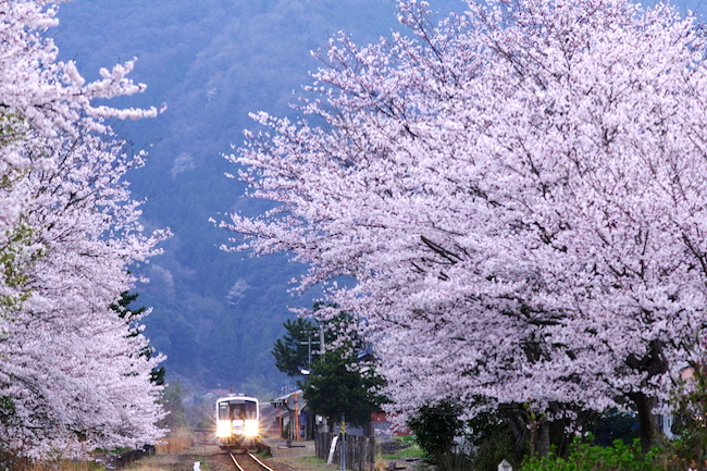 kawado_sakura