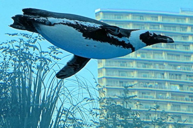 20170801penguine