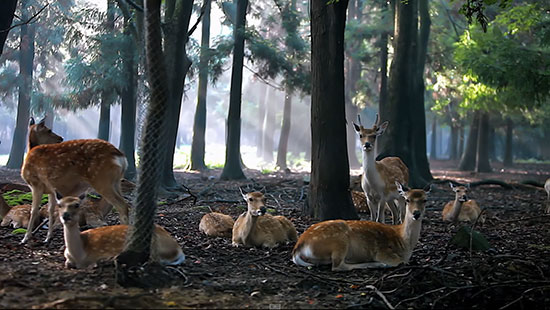 奈良公園の鹿動画